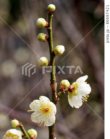 白梅の枝（蕾と一重の白い梅の花のついた枝）の写真素材 [86697421