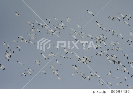 北国秋田県八郎潟の雪原で真冬に見られる純白の美しいハクガンの群れとその飛翔 86697486