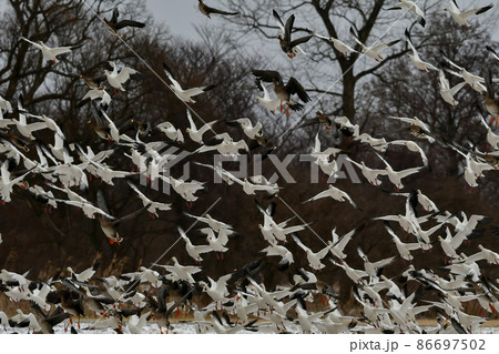 北国秋田県八郎潟の雪原で真冬に見られる純白の美しいハクガンの群れとその飛翔 北国秋田県八郎潟の雪原で真冬に見られる純白の美しいハクガンの群れとその飛翔 86697502