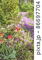 Carpet of blooming saxifrage in the front garden with juniper, boxwood and tulips. Landscape. 86697704