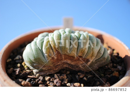 サボテン ディフューザー 綴化 サボテン ディフューザー 綴化 86697852