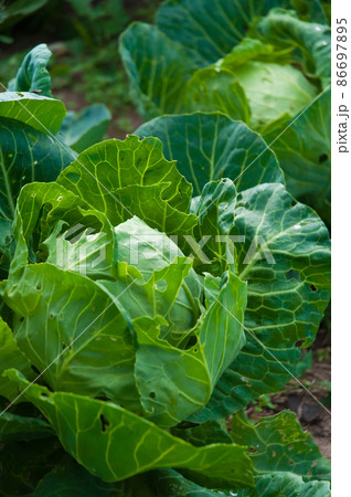 cabbage in the garden. concept cabbage in the garden. concept 86697895