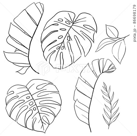Black Outlines tropical banana and monstera leaves illustration 86698179