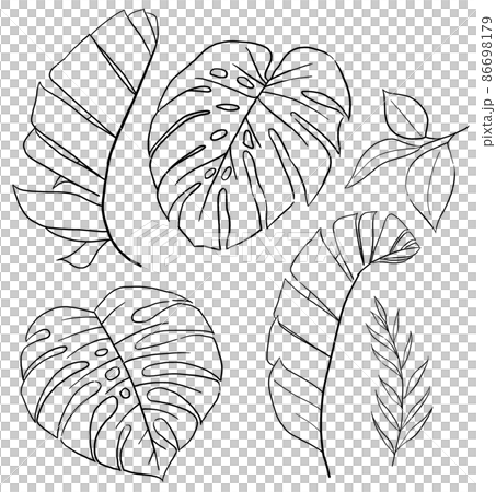 Black Outlines tropical banana and monstera leaves illustration 86698179