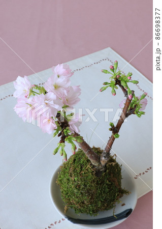 桜 桜 86698377