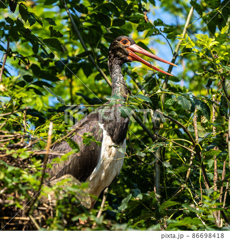 Black stork, Ciconia nigra in a german nature park Black stork, Ciconia nigra in a german nature park 86698418
