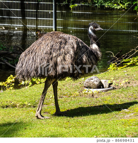 Emu, Dromaius novaehollandiae standing in grass...の写真素材 [86698431] - PIXTA