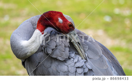 Sarus crane, Grus antigone also known as Indian sarus crane 86698433