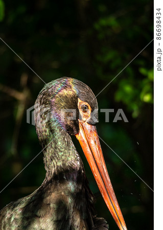 Black stork, Ciconia nigra in a german nature park Black stork, Ciconia nigra in a german nature park 86698434