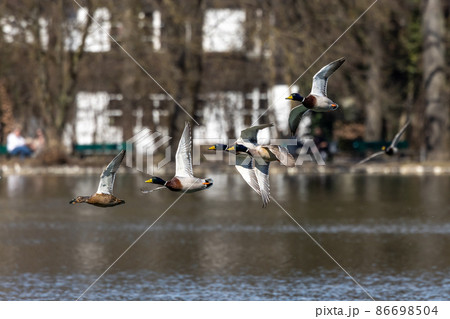 Wild duck or mallard, Anas platyrhynchos flying over a lake in Munich, Germany Wild duck or mallard, Anas platyrhynchos flying over a lake in Munich, Germany 86698504