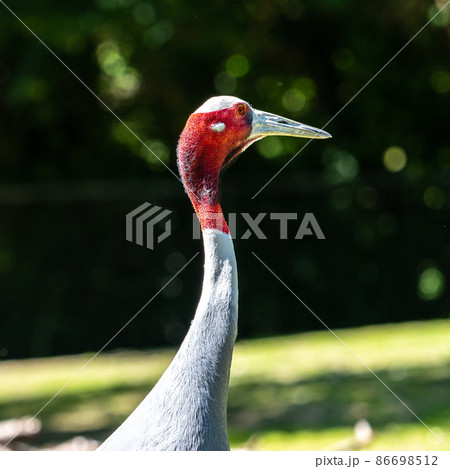 Sarus crane, Grus antigone also known as Indian sarus crane Sarus crane, Grus antigone also known as Indian sarus crane 86698512