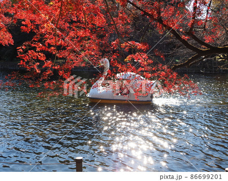 東京・吉祥寺　秋の井の頭公園 86699201