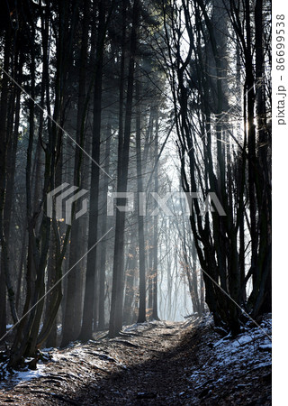Misty forest path in the winter 86699538