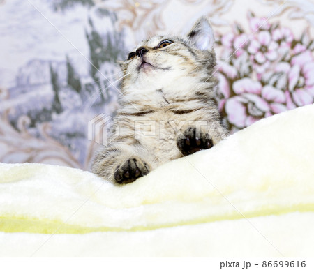 beautiful tiger Scottish kitten golden chinchilla is lying on the bed 86699616