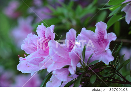 咲き誇る情熱の花 86700108