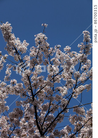 青空と唐実桜 86700315