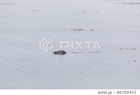 Harbour seal swimming in the coastal waters of Iceland 86700452