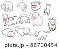 白系猫集合 86700454