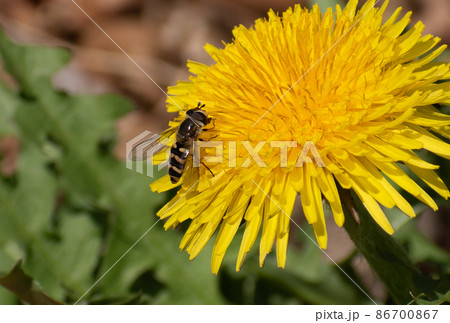 タンポポの蜜を食べる蜂 タンポポの蜜を食べる蜂 86700867