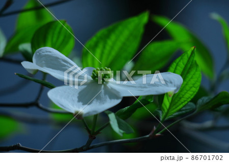 アメリカからの贈物 86701702