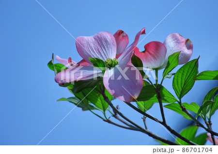 アメリカからの贈物 アメリカからの贈物 86701704