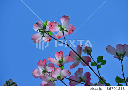 アメリカからの贈物 86701818