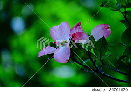 アメリカからの贈物 アメリカからの贈物 86701820