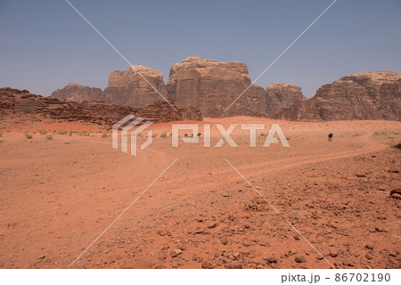 Camel in Wadi Rum desert, Jordan 86702190