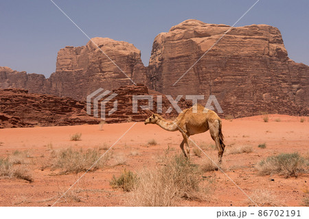Camel in Wadi Rum desert, Jordan 86702191