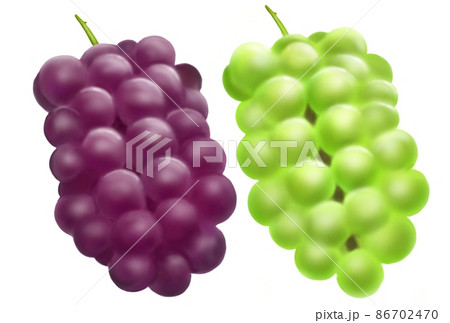ぶどう 2種類 紫 黄緑 2個 セットのイラスト素材 [86702470] - PIXTA