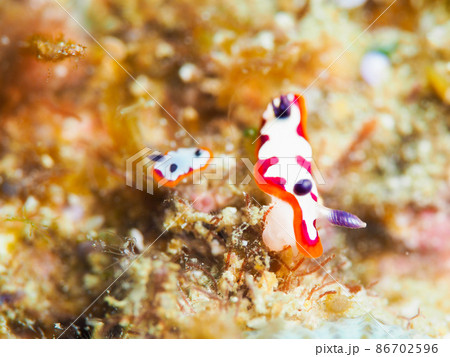 フジナミウミウシ フジナミウミウシ 86702596