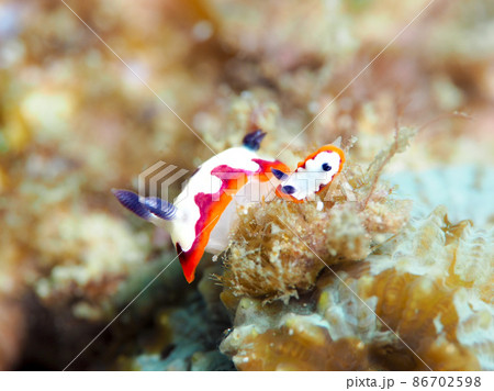 フジナミウミウシ 86702598