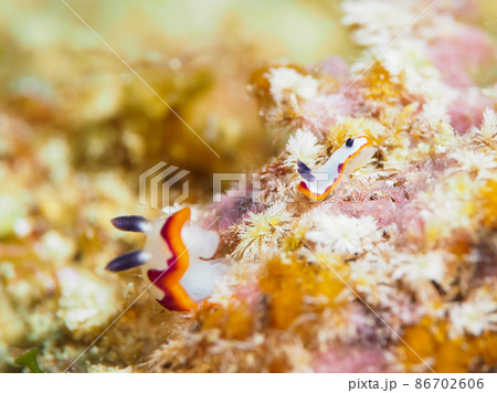 フジナミウミウシ 86702606