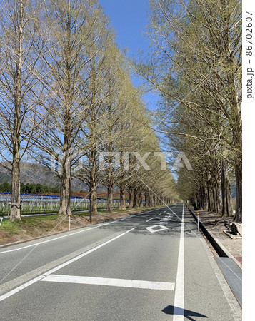 青空とメタセコイアの並木道 86702607