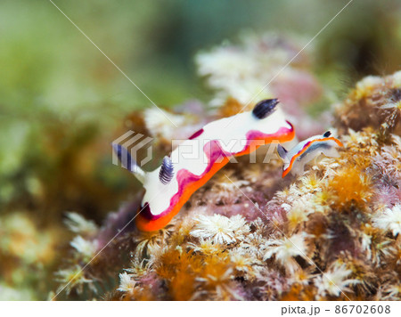 フジナミウミウシ フジナミウミウシ 86702608