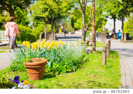 郊外の住宅地　春の花が咲く生活道路 86702665