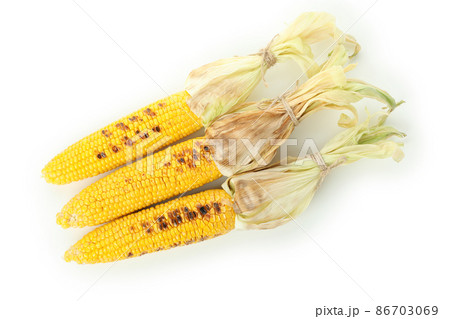 Tasty grilled corn isolated on white background Tasty grilled corn isolated on white background 86703069