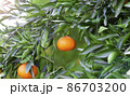 Orange Mandarins on the tree branch, Tangerine plantation, rich of vitamin c fruit, selective focus 86703200