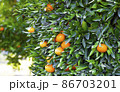Orange Mandarins on the tree branch, Tangerine plantation, rich of vitamin c fruit, selective focus 86703201