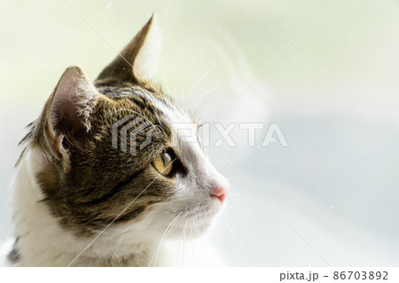 Cat icon (PFP) bushes - Stock Illustration [105927740] - PIXTA