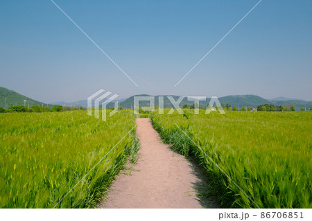 Green barley field at Hwangnyongsa Temple Site in Gyeongju, Korea 86706851