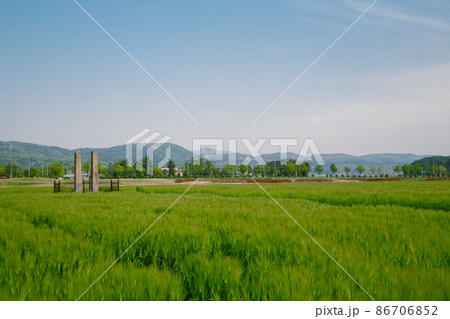 Green barley field at Hwangnyongsa Temple Site in Gyeongju, Korea Green barley field at Hwangnyongsa Temple Site in Gyeongju, Korea 86706852