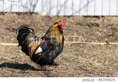 Beautiful rooster on the farm on a sunny day Beautiful rooster on the farm on a sunny day 86708024