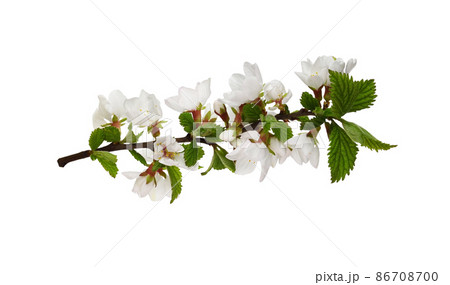 Spring twig of prunus tomentosa (wild cherry) isolated Spring twig of prunus tomentosa (wild cherry) isolated 86708700