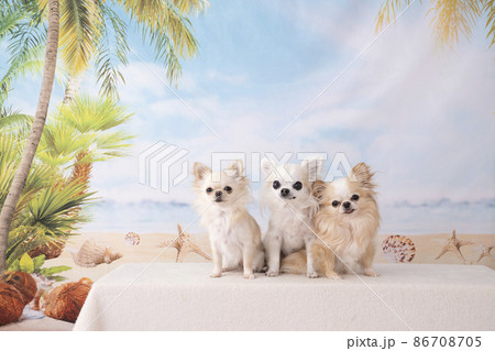3匹のチワワと夏のビーチ 86708705