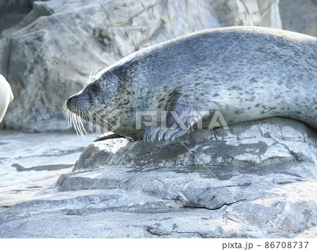 しながわ水族館　アザラシショー 86708737