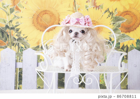 ひまわりとベンチに座った白いチワワ ひまわりとベンチに座った白いチワワ 86708811
