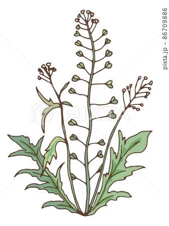 Green herbal plant. Blooming capsella. Wild flower 86709886