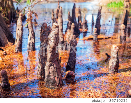 Close up shot of interesting tree roots along the Texas Native Trail Close up shot of interesting tree roots along the Texas Native Trail 86710232