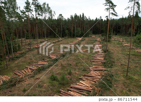 Felled forest, aerial view. Destruction of forests and felling of trees.  86711544